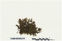 藏品(截葉擬平苔)的圖片